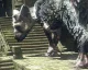 Sony potvrdila The Last Guardian a Gran Turismo Sport na letošní rok