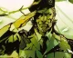 Zaměstnanec studia Virtuos potvrdil vývoj remaku akční adventury, má jít o Metal Gear Solid 3