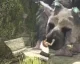 Soutěž o pět kopií adventury The Last Guardian