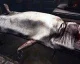 SOMA - E3 2015 Gameplay Teaser