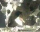 The Last Guardian zřejmě definitivně hrou pro Playstation 4, bude odhalen tento týden?