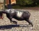 Goat Simulator vyjde příští měsíc pro PS4 a PS3