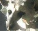 SCE Japan: The Last Guardian je stále ve vývoji, tvůrce Gravity Rush pracuje na nové hře
