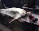 Horor SOMA si vede zatím dobře