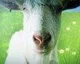 Goat Simulator vyjde na Xbox One a Xbox 360 koncem dubna