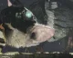 Yoshida se nebojí, že by The Last Guardian nenaplnil vysoká očekávání