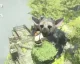 Nový pěkný trailer na The Last Guardian UPDATE: 18 minut z hraní