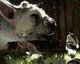 Spekulace: Mark Cerny pomáhá s dokončením The Last Guardian